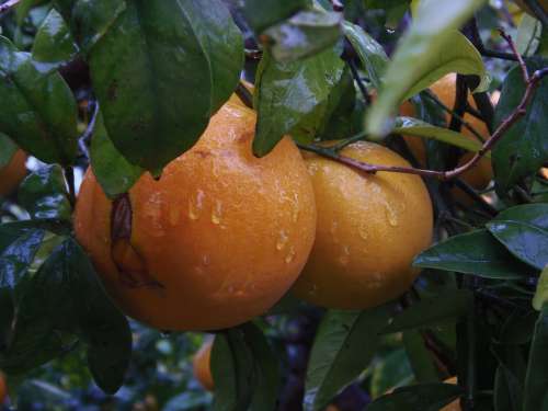 Naranjo Orange Fruit Rain Field Sweet Food