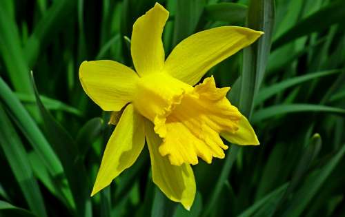 Narcissus Flower Yellow Spring Easter Garden