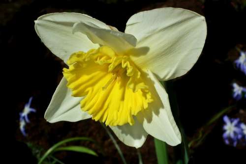 Narcissus Flower Spring Easter Garden Macro