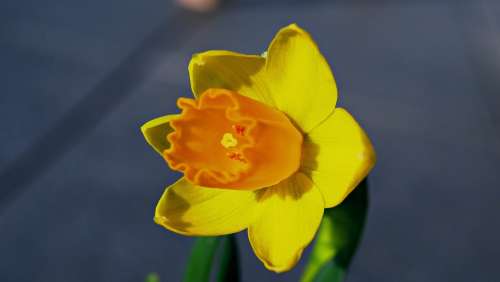 Narcissus Flower Blossom Bloom Spring Bloom