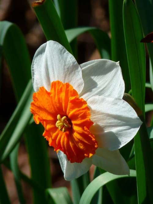 Narcissus White Flower Plant Blossom Bloom