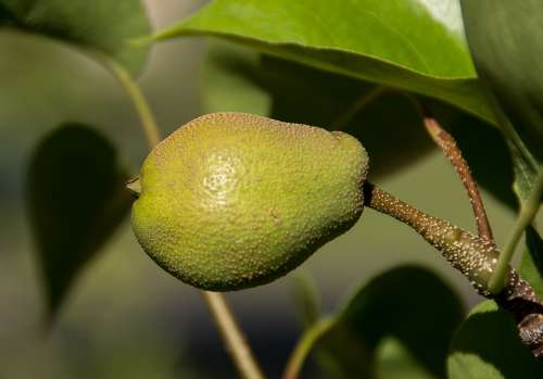 Nashi Pear Asian Pear Pyrus Pyrifolia Fruit Small