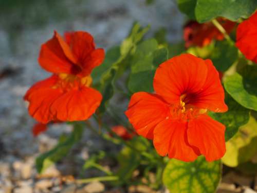 Nasturtium Blossom Bloom Flower Red Garden Orange