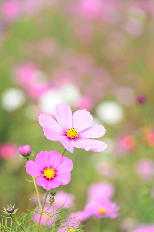 Natural Plant Cosmos Flower Flowers Pink Blossom