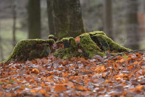 Natural Autumn Tree Stump