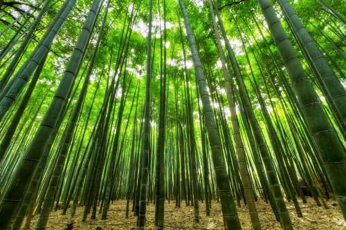 Nature Bamboo Green Growth Jungle Slender
