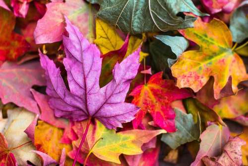 Nature Autumn Leaves Stems Veins Colors Fall