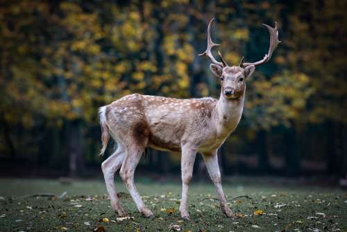 Nature Roe Deer Forest Fallow Deer Scheu Hirsch