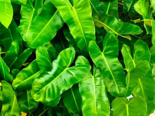 Nature Leaves Plant Fresh Green Environmental