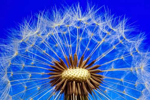 Nature Dandelion Macro Close Up Flower Plant