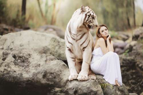 Nature Animal World White Bengal Tiger Tiger