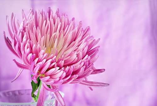 Nature Flower Summer Flora Bright Pink Macro