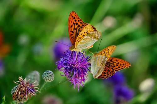 Nature Butterfly Fritillary Insect Flower