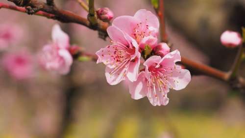 Nature Flowers Spring Color Pink Flowering Tree
