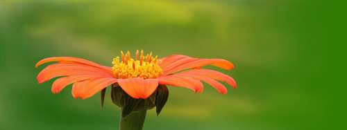 Nature Plant Summer Flower Bright Orange