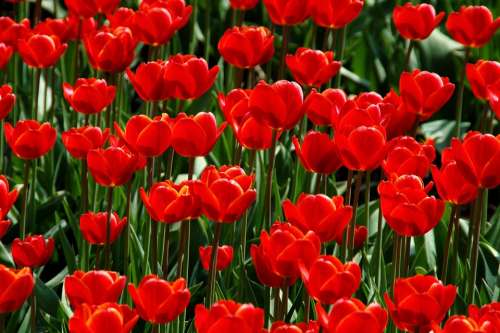 Nature Garden Plant Tulip Season Red