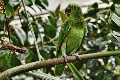 Nature Bird Parrot Animal World Animal Wing