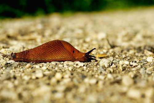 Nature Slug Snail Animal Mollusk Land Snail