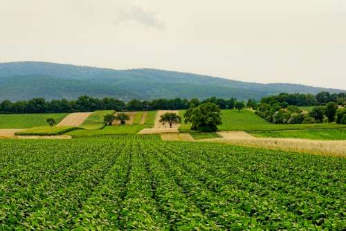 Nature Arable Agriculture Landscape Panorama Hill