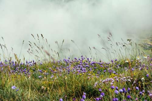 Nature Flowers Meadow Summer Purple Plants