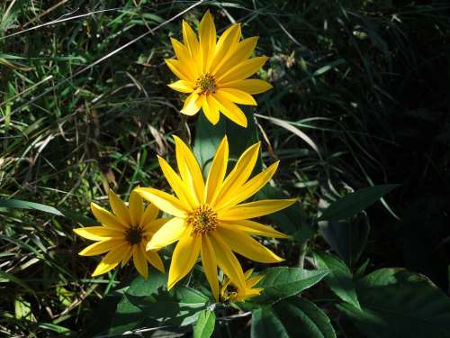 Nature Wild Flowers The Wayside Summer