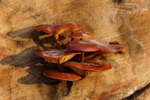 Nature Mushrooms Tree Autumn