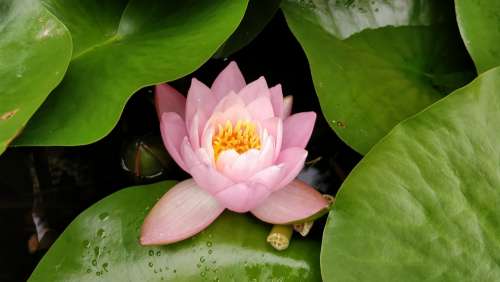 Nature Water Lily