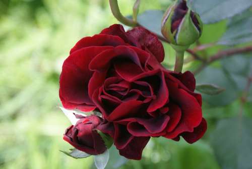 Nature Supplies Flowers Roses Perfume Claret
