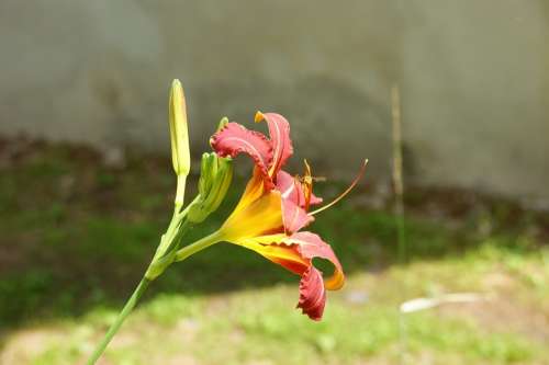 Nature Flower Macro Plant Orchis Garden Flowers