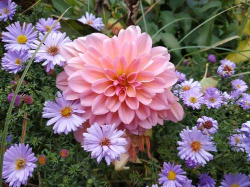 Nature Flowers Summer Autumn Petals Pink Garden