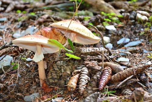 Nature Svaneti Georgia Mushrooms Outdoors Caucasus