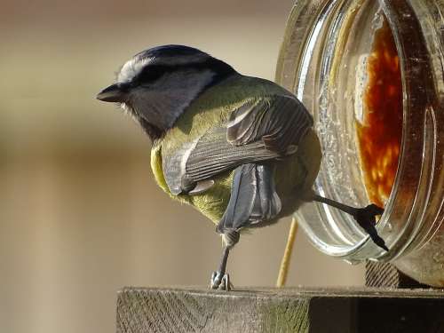 Nature Garden Great Tit Bird Tit Feed Yellow