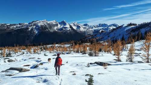 Nature Larch Trees Snow Hike Backpack Mountains