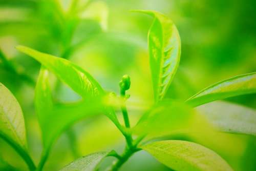 Nature Green Water Leaf Trees Tree Natural