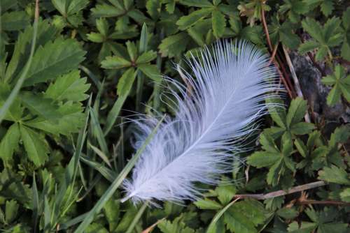 Nature Grass White A Feather