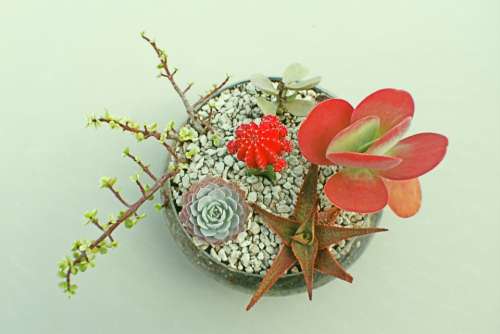 Nature Flora Flowers Cactus Botanical
