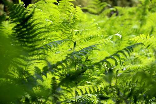 Nature Forest Leaves Landscape