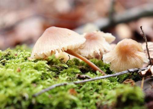 Nature Forest Mushrooms Fungus Moss
