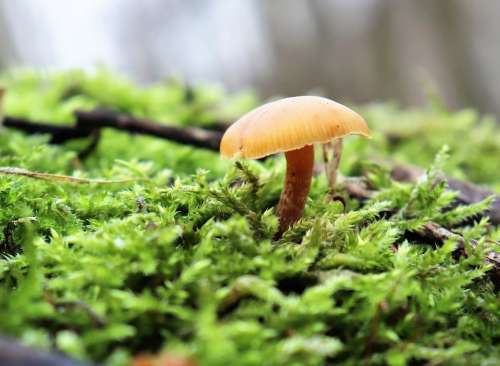 Nature Forest Mushrooms Moss Fungus