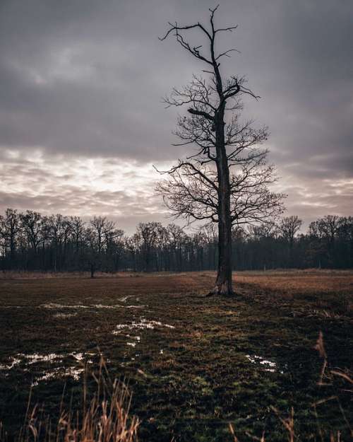 Nature Forest Landscape Tree Autumn Water Field