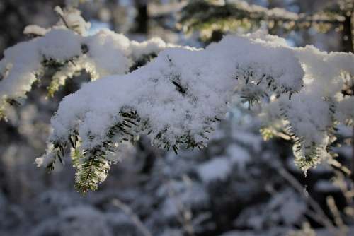 Nature Snow Tannenzweig Winter Branch