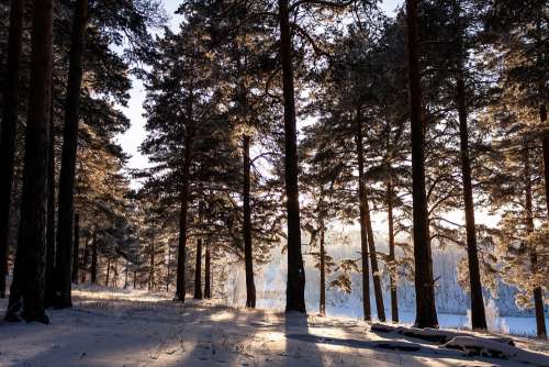 Nature Forest Winter Snow Leann Frost Landscape