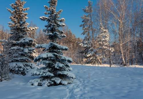 Nature Forest Winter Trees Snow Landscape Mystic