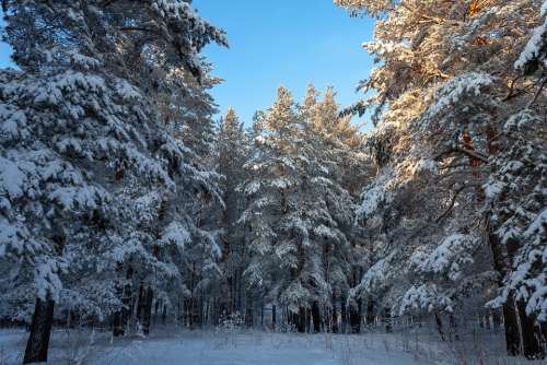 Nature Forest Winter Snow Trees Landscape