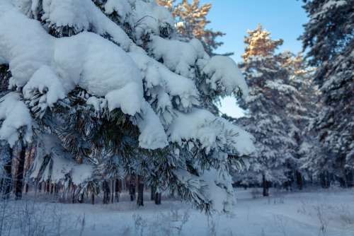 Nature Winter Forest Snow Pine Landscape Furry