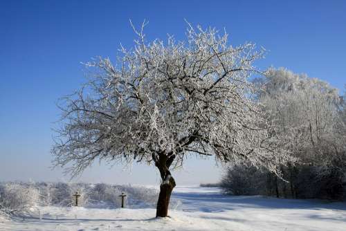 Nature Winter Snow Landscape Tree Frost White