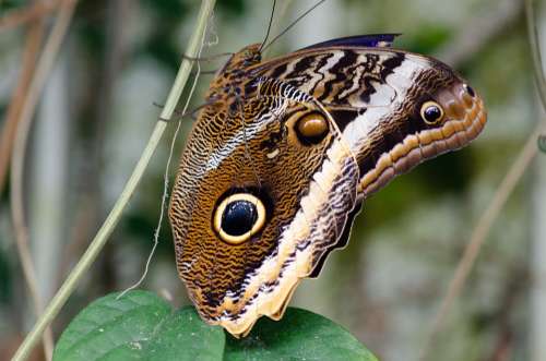 Nature Butterfly Bug Butterflies Insects