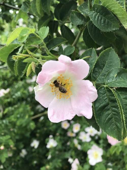 Nature Bee Insect Flower Honey Bee Plant Garden