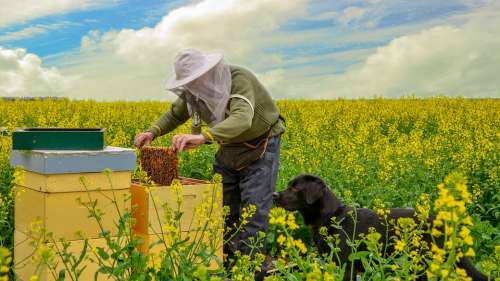 Nature Bees Beekeeper Honey Rapeseed Groningen