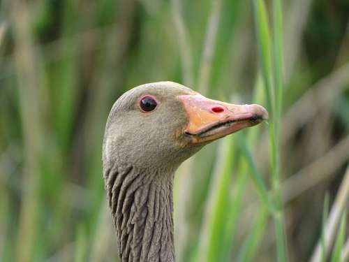 Nature Animal B Bird Fauna Wild Gray Goose Goose